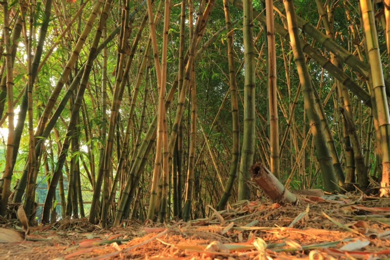 Maharashtra’s Green Revolution: Bamboo Policy 2025 to Create 5 Lakh Jobs and $6 Billion Opportunity