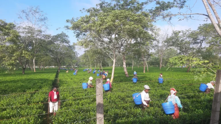 Tea workers plucking fresh tea leaves in a lush tea estate in Upper Assam, highlighting the region's tea industry and its potential for value creation and specialty tea development.