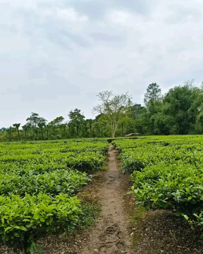 A tea plantation becomes part of the journey when visitors are invited to experience the landscape beyond the usual tourist trail.